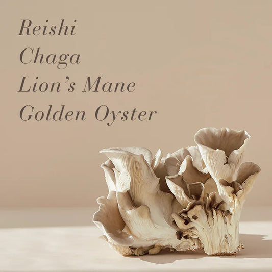 New Nordic MULTI MUSHROOM Reishi, Chaga, Lion’s Mane & Golden Oyster mushroom